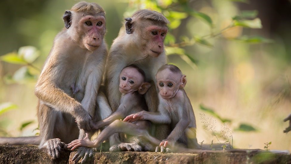Дети шимпанзе: Дети со стороны | Наука и жизнь