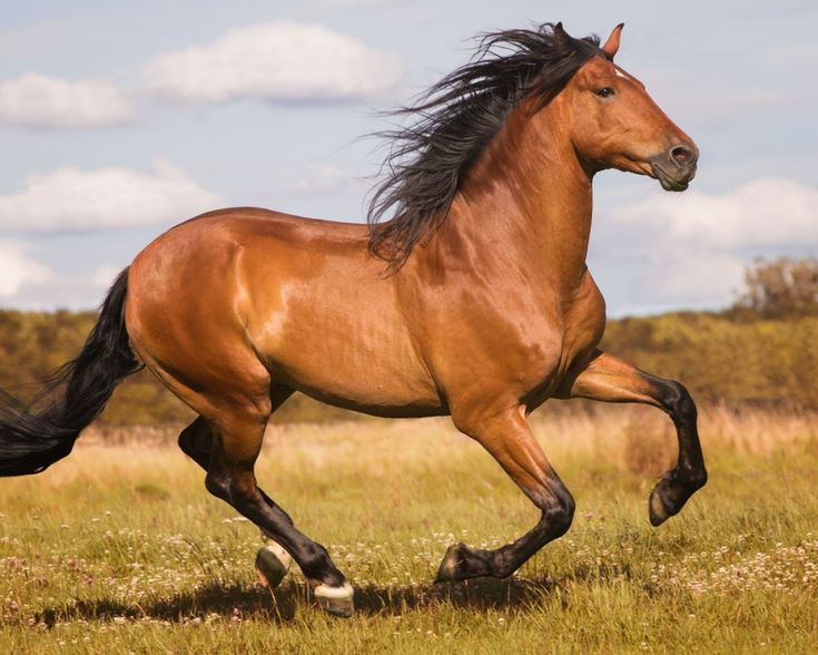 Скачут лошади: Почему лошади скачут все быстрее?