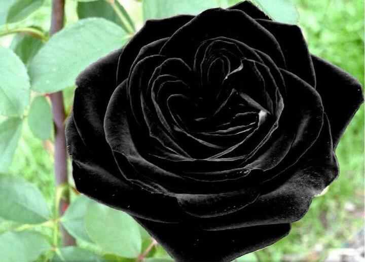 Сонник розы черные: К чему снятся розы: толкование снов про розы